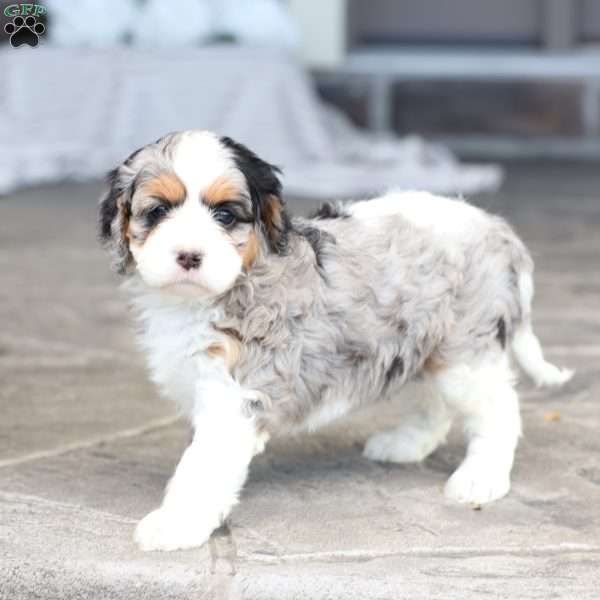 Chloe, Cavapoo Puppy